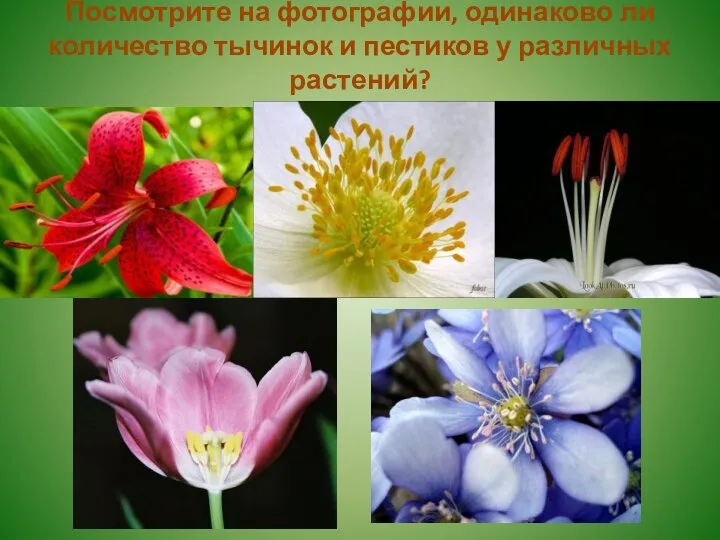 Посмотрите на фотографии, одинаково ли количество тычинок и пестиков у различных растений?