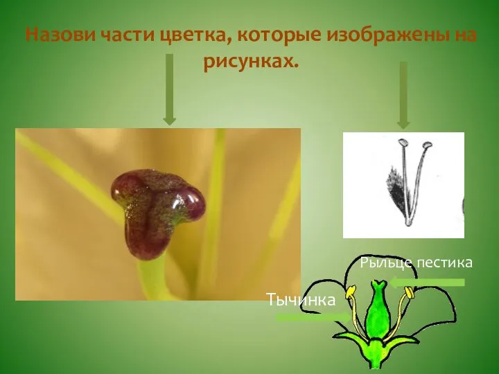 Назови части цветка, которые изображены на рисунках. Рыльце пестика Тычинка