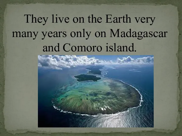 They live on the Earth very many years only on Madagascar and Comoro island.