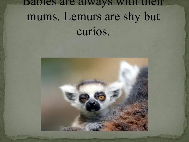 Babies are always with their mums. Lemurs are shy but curios.