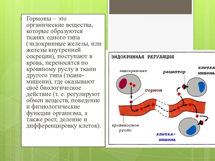 Гормоны – это органические вещества, которые образуются тканях одного типа (эндокринные железы,