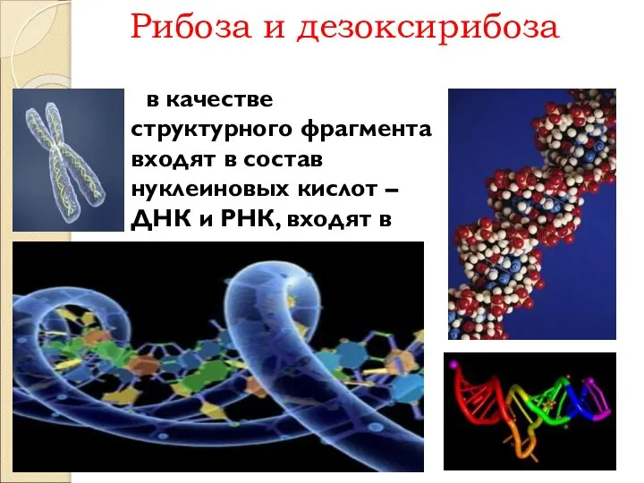 Рибоза и дезоксирибоза в качестве структурного фрагмента входят в состав нуклеиновых кислот