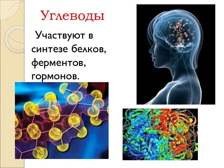 Углеводы Участвуют в синтезе белков, ферментов, гормонов.