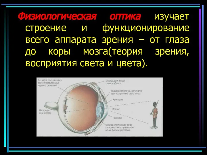 Физиологическая оптика изучает строение и функционирование всего аппарата зрения – от глаза