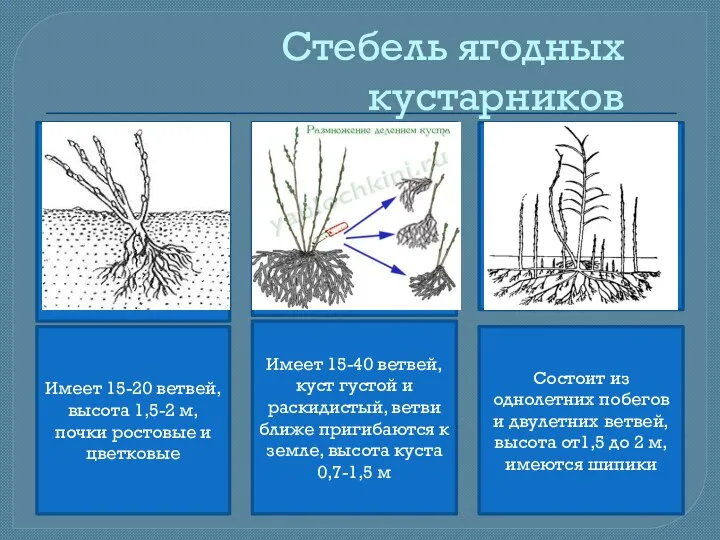 Стебель ягодных кустарников Имеет 15-20 ветвей, высота 1,5-2 м, почки ростовые и