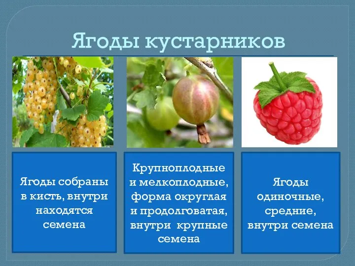 Ягоды кустарников Ягоды собраны в кисть, внутри находятся семена Крупноплодные и мелкоплодные,