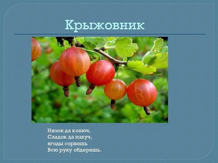 Крыжовник Низок да колюч, Сладок да пахуч, ягоды сорвешь Всю руку обдерешь.