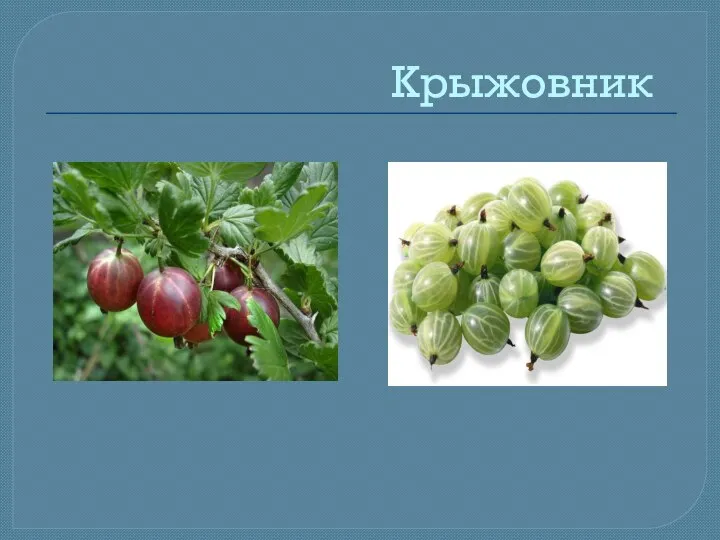 Крыжовник