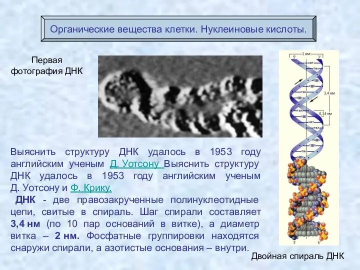Первая фотография ДНК Двойная спираль ДНК Органические вещества клетки. Нуклеиновые кислоты. Выяснить