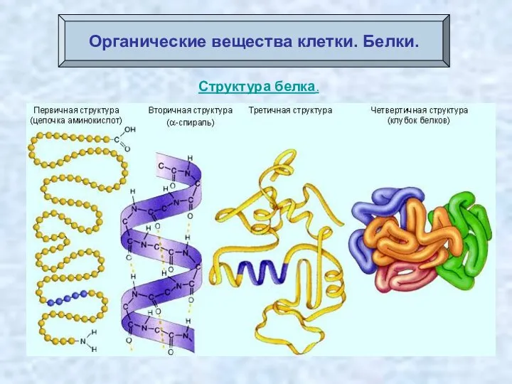 Органические вещества клетки. Белки. Структура белка.