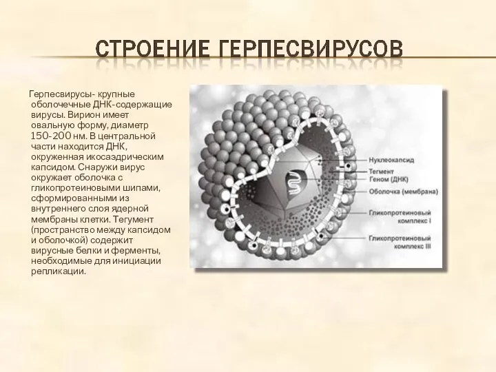 Герпесвирусы- крупные оболочечные ДНК-содержащие вирусы. Вирион имеет овальную форму, диаметр 150-200 нм.