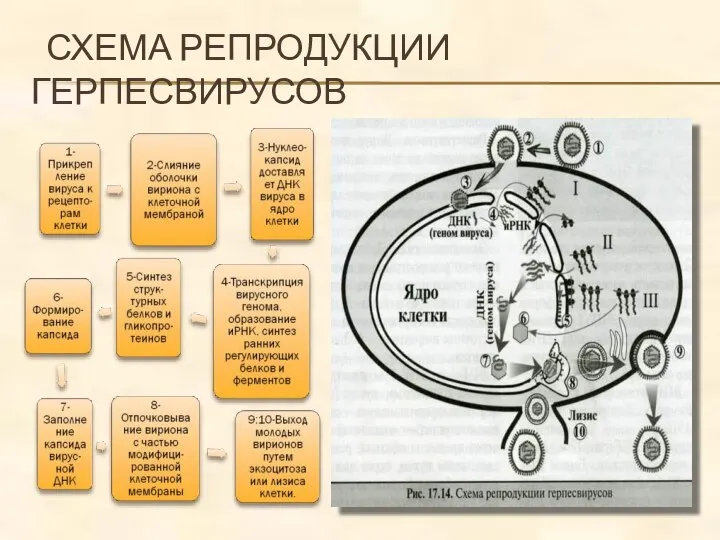 СХЕМА РЕПРОДУКЦИИ ГЕРПЕСВИРУСОВ