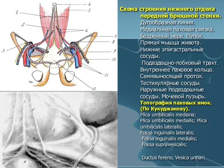 Схема строения нижнего отдела передней брюшной стенки. Дугообразная линия. Медиальная паховая связка.