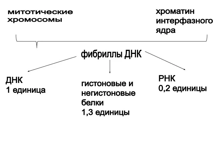 фибриллы ДНК митотические хромосомы хроматин интерфазного ядра ДНК 1 единица гистоновые и