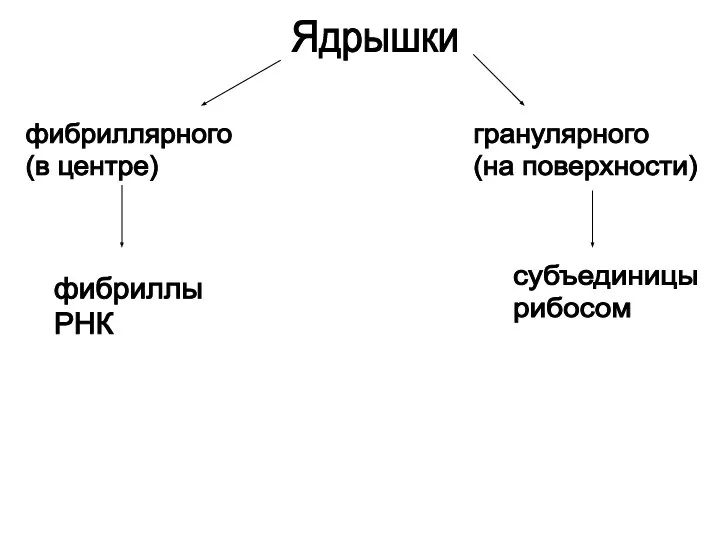 Ядрышки фибриллярного (в центре) гранулярного (на поверхности) фибриллы РНК субъединицы рибосом