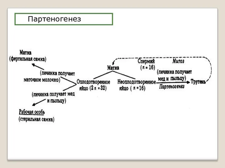 Партеногенез