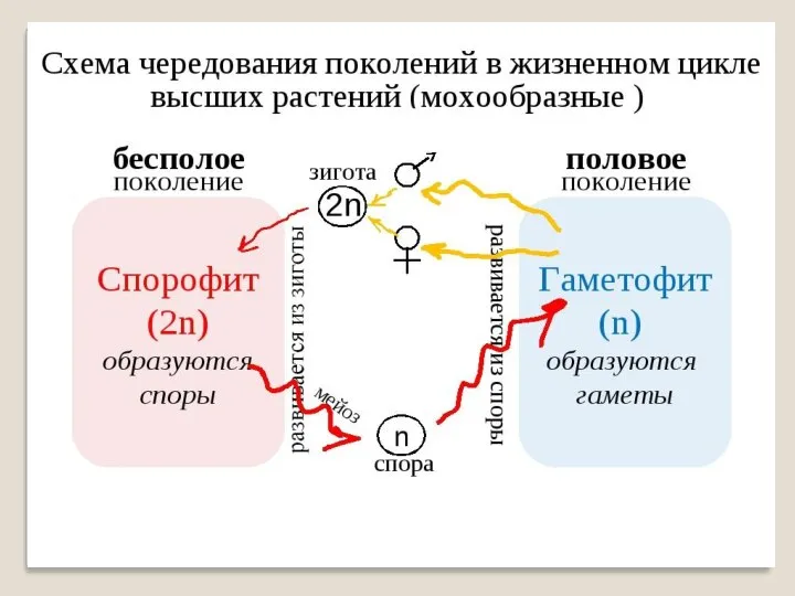 Смена поколений