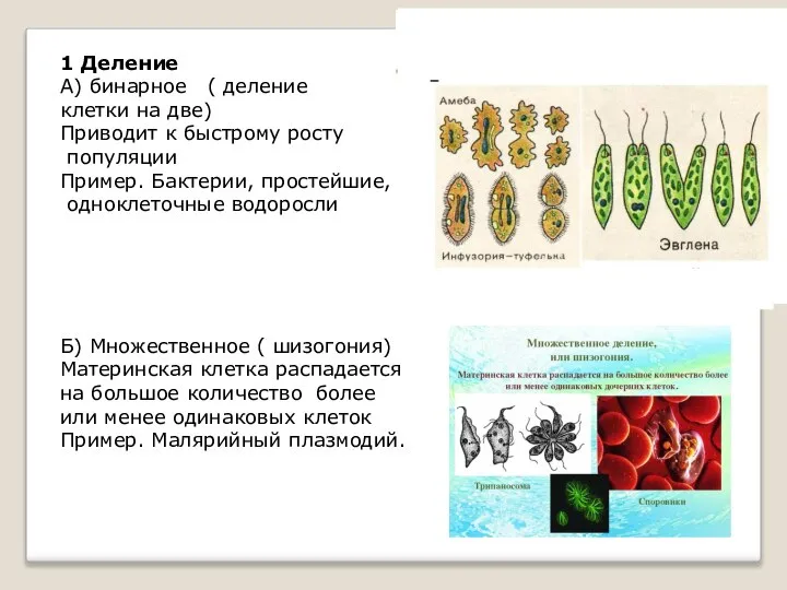 1 Деление А) бинарное ( деление клетки на две) Приводит к быстрому