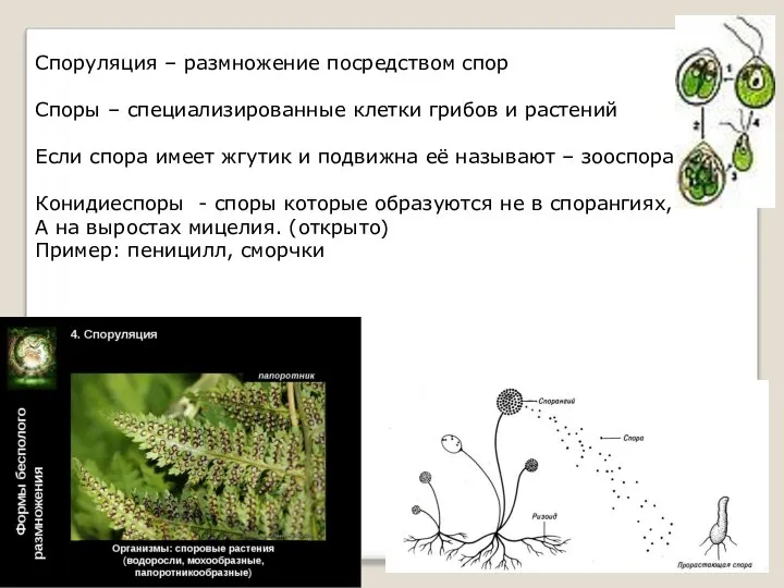 Споруляция – размножение посредством спор Споры – специализированные клетки грибов и растений