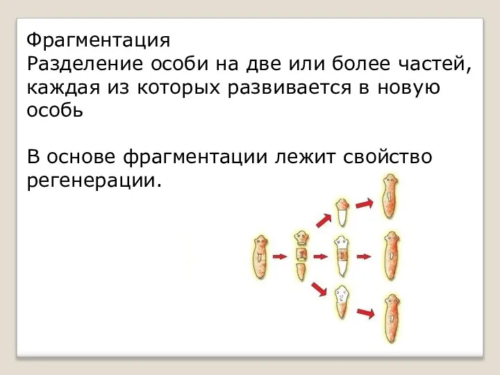 Фрагментация Разделение особи на две или более частей, каждая из которых развивается