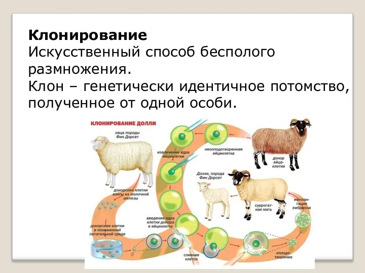 Клонирование Искусственный способ бесполого размножения. Клон – генетически идентичное потомство, полученное от одной особи.