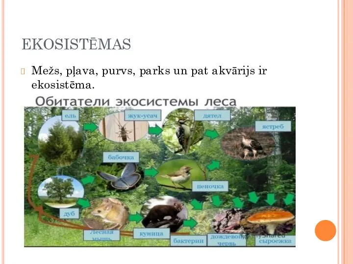 EKOSISTĒMAS Mežs, pļava, purvs, parks un pat akvārijs ir ekosistēma.