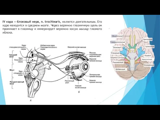IV пара — блоковый нерв, n. trochlearis, является двигательным. Его ядро находится