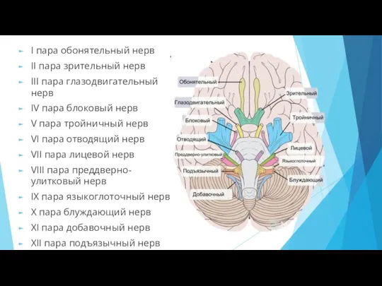 I пара обонятельный нерв II пара зрительный нерв III пара глазодвигательный нерв