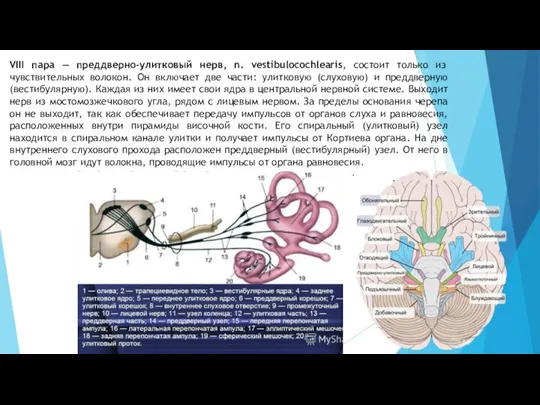 VIII пара — преддверно-улитковый нерв, n. vestibulocochlearis, состоит только из чувствительных волокон.