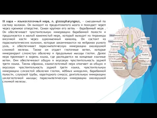 IX пара — языкоглоточный нерв, n. glossopharyngeus, — смешанный по составу волокон.