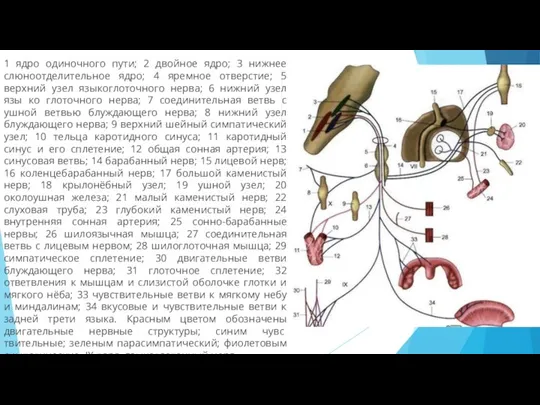 1 ядро одиночного пути; 2 двойное ядро; 3 нижнее слюноотделительное ядро; 4