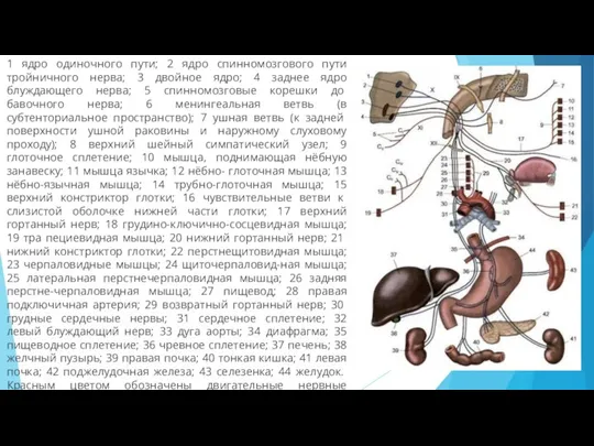 1 ядро одиночного пути; 2 ядро спинномозгового пути тройничного нерва; 3 двойное