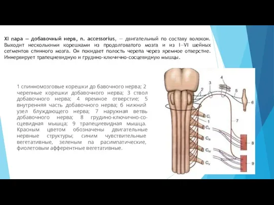 XI пара — добавочный нерв, n. accessorius, — двигательный по составу волокон.
