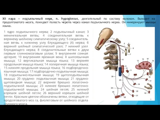 XII пара — подъязычный нерв, n. hypoglossus, двигательный по составу волокон. Выходит
