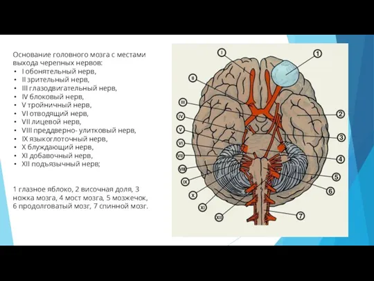 Основание головного мозга с местами выхода черепных нервов: I обонятельный нерв, II