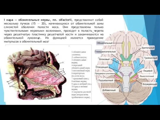 I пара — обонятельные нервы, nn. olfactorii, представляют собой несколько пучков (15