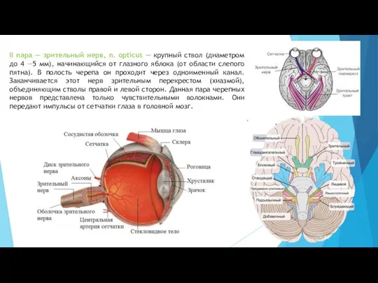 II пара — зрительный нерв, n. opticus — крупный ствол (диаметром до