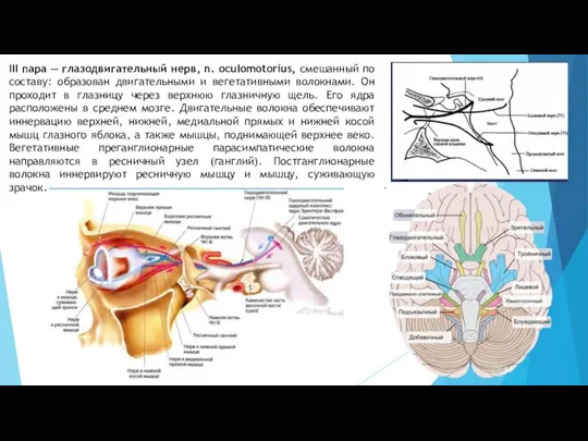 III пара — глазодвигательный нерв, n. oculomotorius, смешанный по составу: образован двигательными