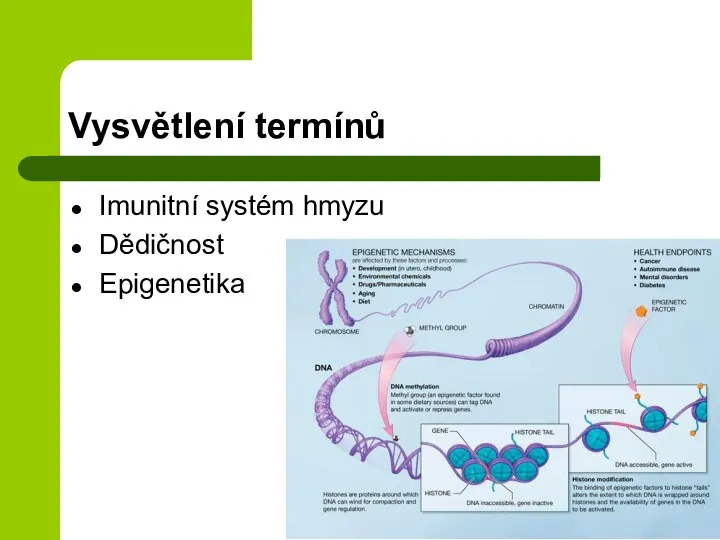 Vysvětlení termínů Imunitní systém hmyzu Dědičnost Epigenetika