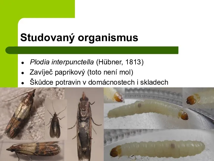 Studovaný organismus Plodia interpunctella (Hübner, 1813) Zavíječ paprikový (toto není mol) Škůdce