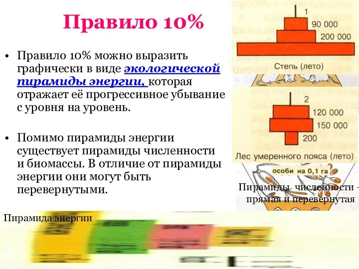 Правило 10% Правило 10% можно выразить графически в виде экологической пирамиды энергии,