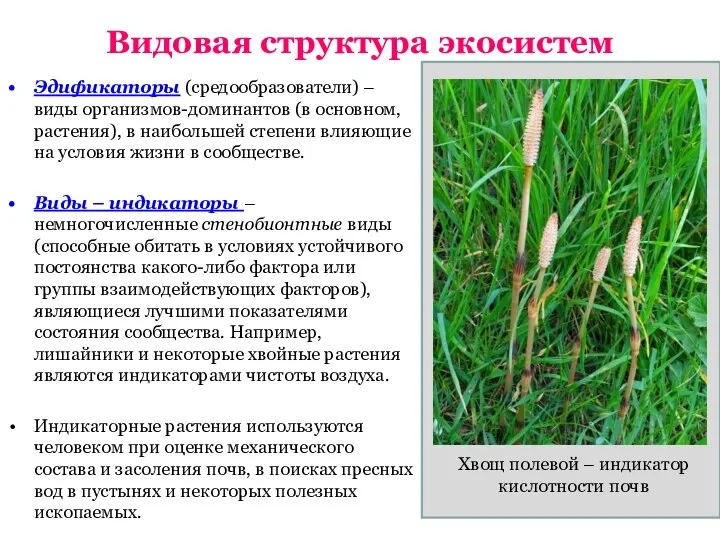 Видовая структура экосистем Эдификаторы (средообразователи) – виды организмов-доминантов (в основном, растения), в