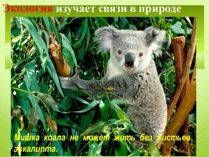 Экология изучает связи в природе Мишка коала не может жить без листьев эвкалипта.