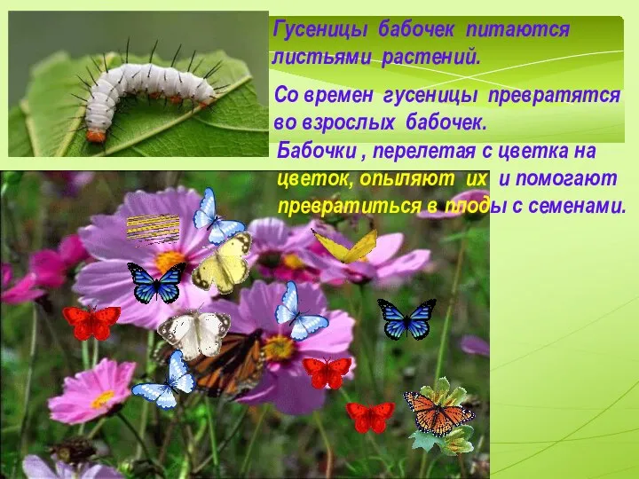 Гусеницы бабочек питаются листьями растений. Со времен гусеницы превратятся во взрослых бабочек.