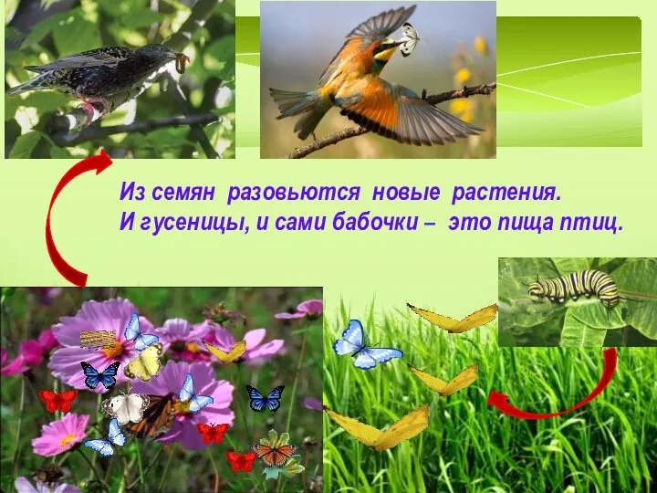 Из семян разовьются новые растения. И гусеницы, и сами бабочки – это пища птиц.