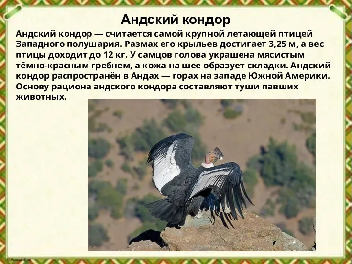 Андский кондор Андский кондор — считается самой крупной летающей птицей Западного полушария.