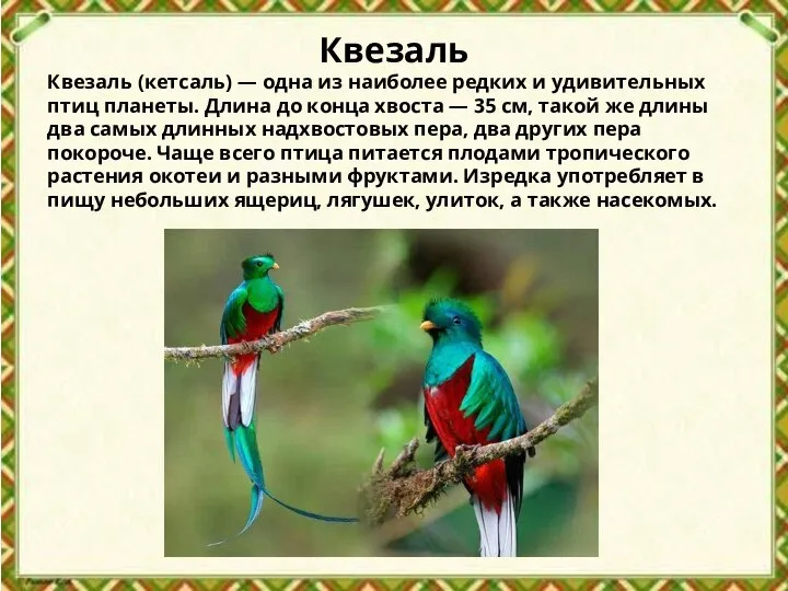 Квезаль Квезаль (кетсаль) — одна из наиболее редких и удивительных птиц планеты.