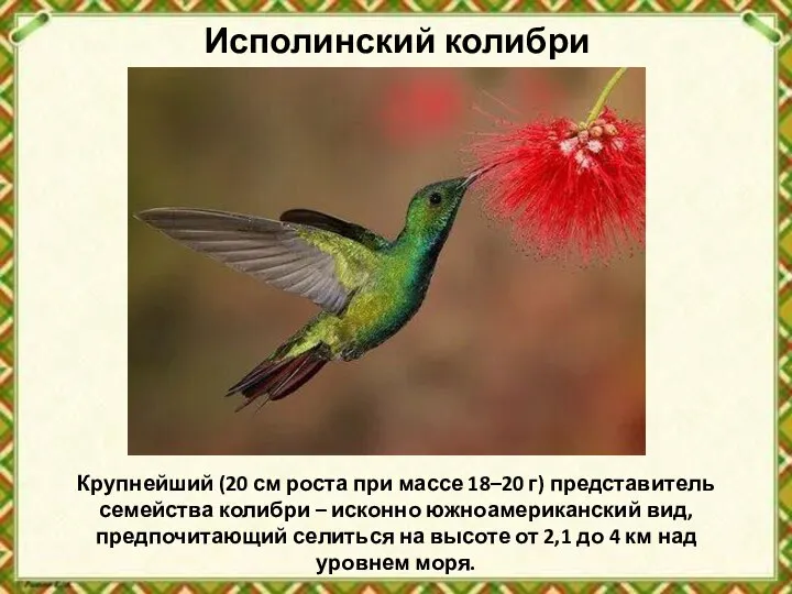 Исполинский колибри Крупнейший (20 см роста при массе 18–20 г) представитель семейства