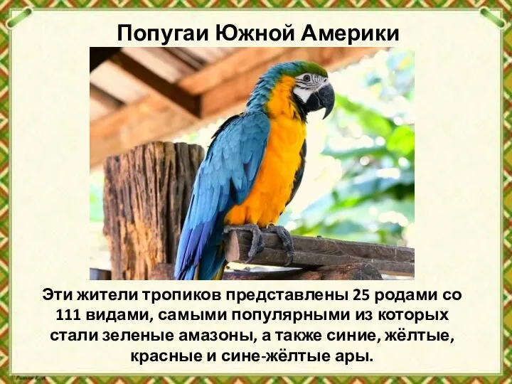 Попугаи Южной Америки Эти жители тропиков представлены 25 родами со 111 видами,