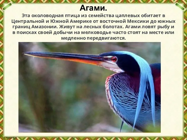 Агами. Эта околоводная птица из семейства цаплевых обитает в Центральной и Южной